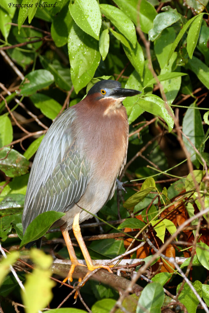 Héron vert, identification