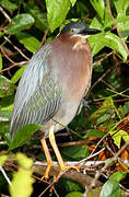 Green Heron