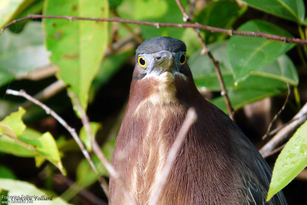 Green Heronadult, close-up portrait