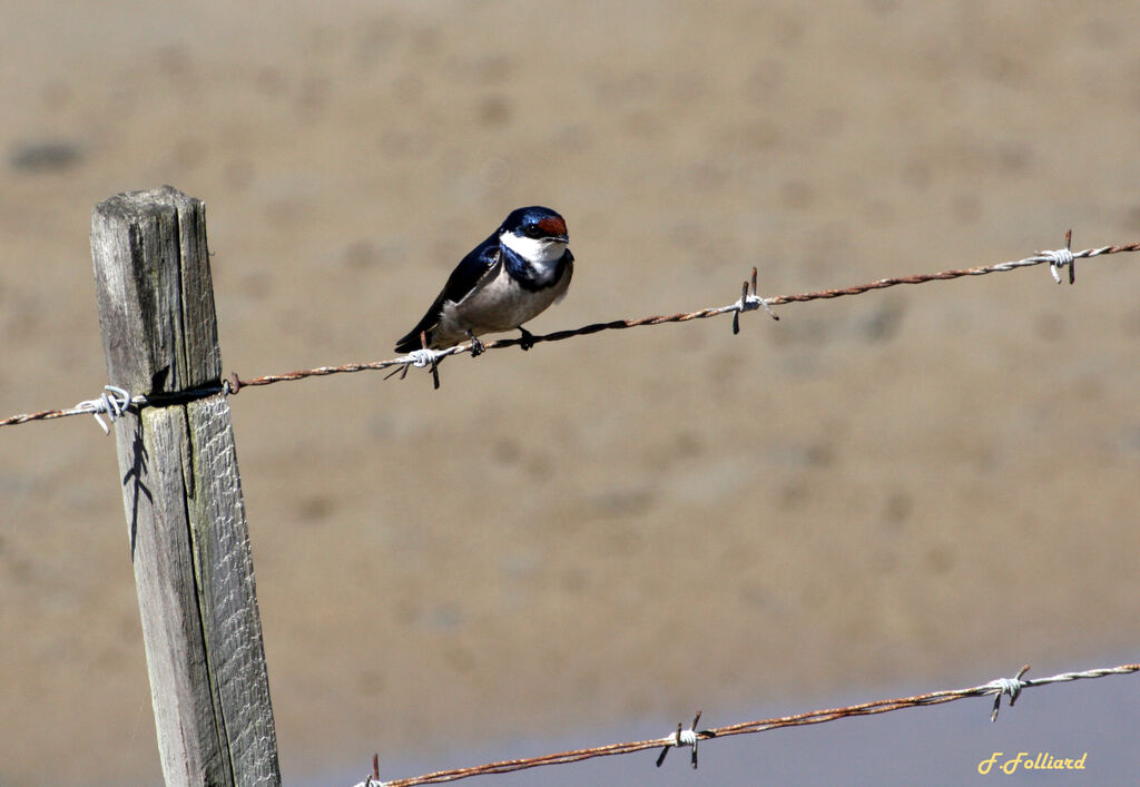 White-throated Swallowadult, identification