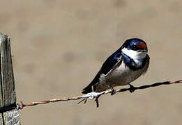 White-throated Swallow