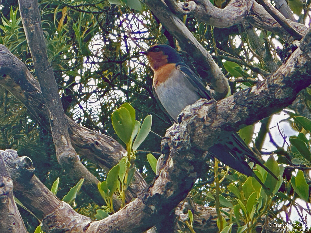 Hirondelle messagère