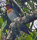 Hirondelle messagère