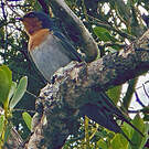 Hirondelle messagère