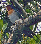 Hirondelle messagère