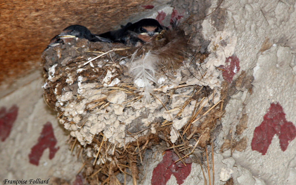 Barn Swallowjuvenile, Reproduction-nesting