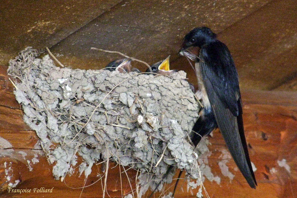 Barn Swallow, Reproduction-nesting