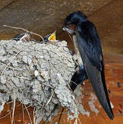 Barn Swallow