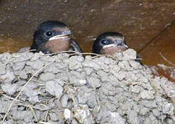 Barn Swallow