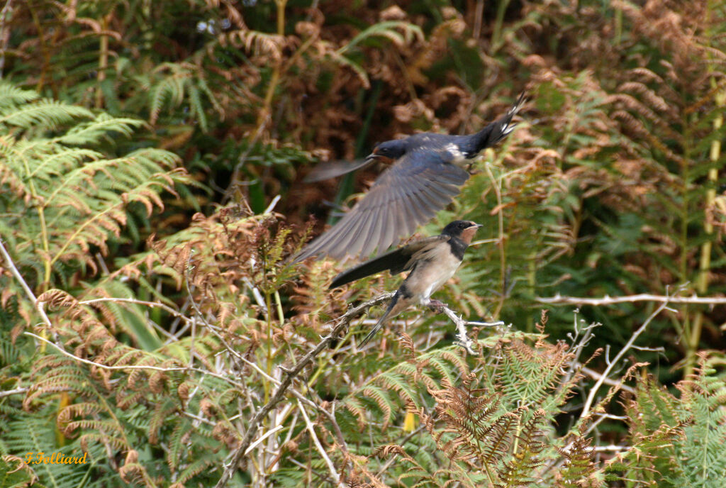 Hirondelle rustique, identification, Vol, Comportement