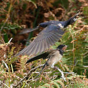 Barn Swallow