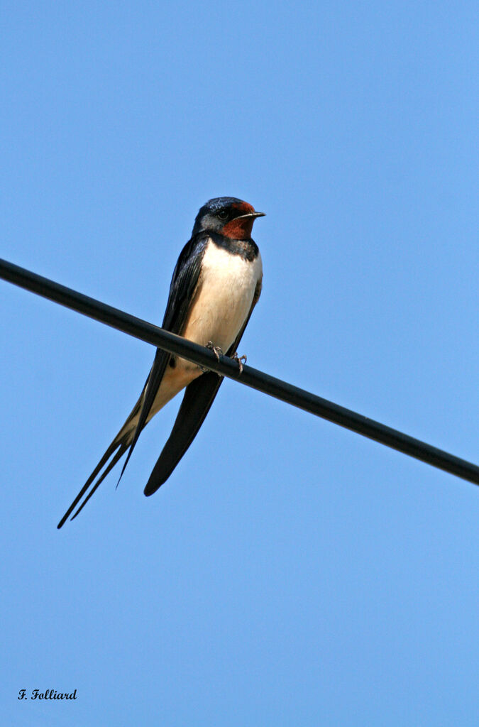 Hirondelle rustiqueadulte, identification