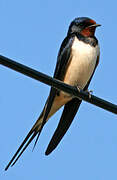 Barn Swallow