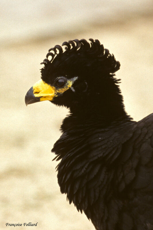 Bare-faced Curassow, identification