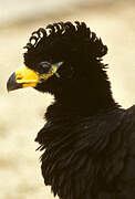 Bare-faced Curassow