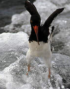 American Oystercatcher