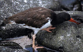 American Oystercatcher