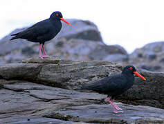 African Oystercatcher