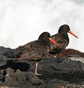 African Oystercatcher