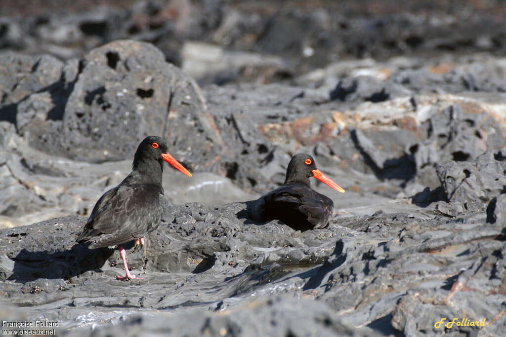 African Oystercatcheradult, Behaviour