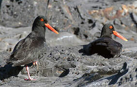 African Oystercatcher