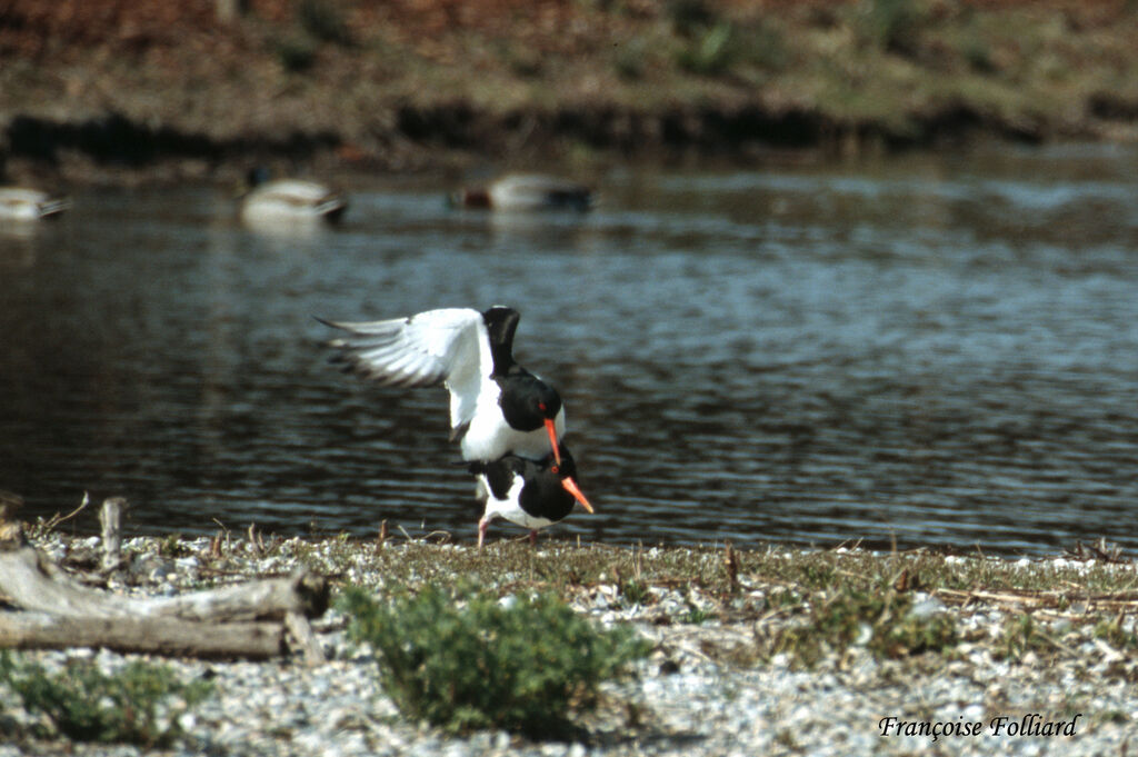 Eurasian Oystercatcher adult, Behaviour