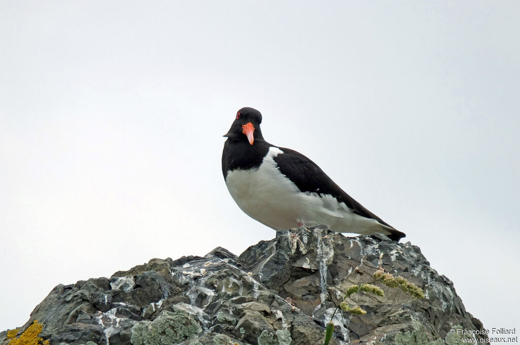 Eurasian Oystercatcher, identification