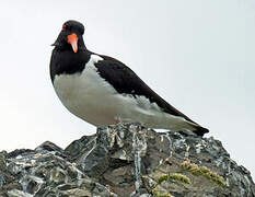 Eurasian Oystercatcher