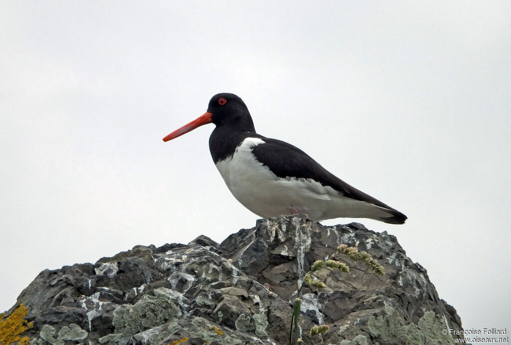 Eurasian Oystercatcher