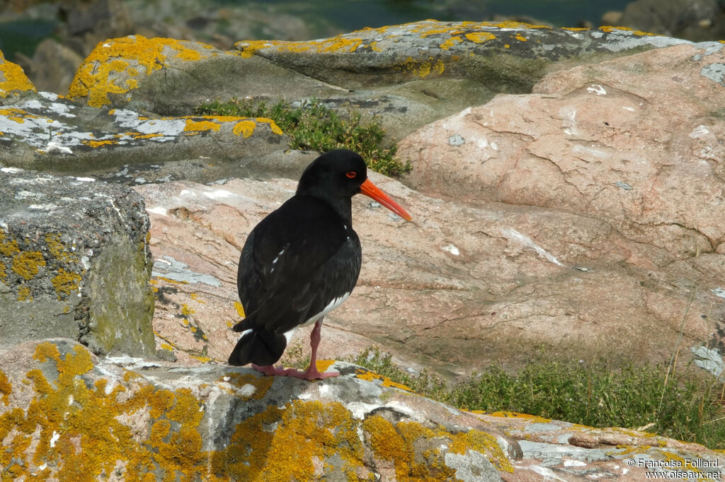 Eurasian Oystercatcher, identification