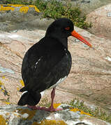 Eurasian Oystercatcher