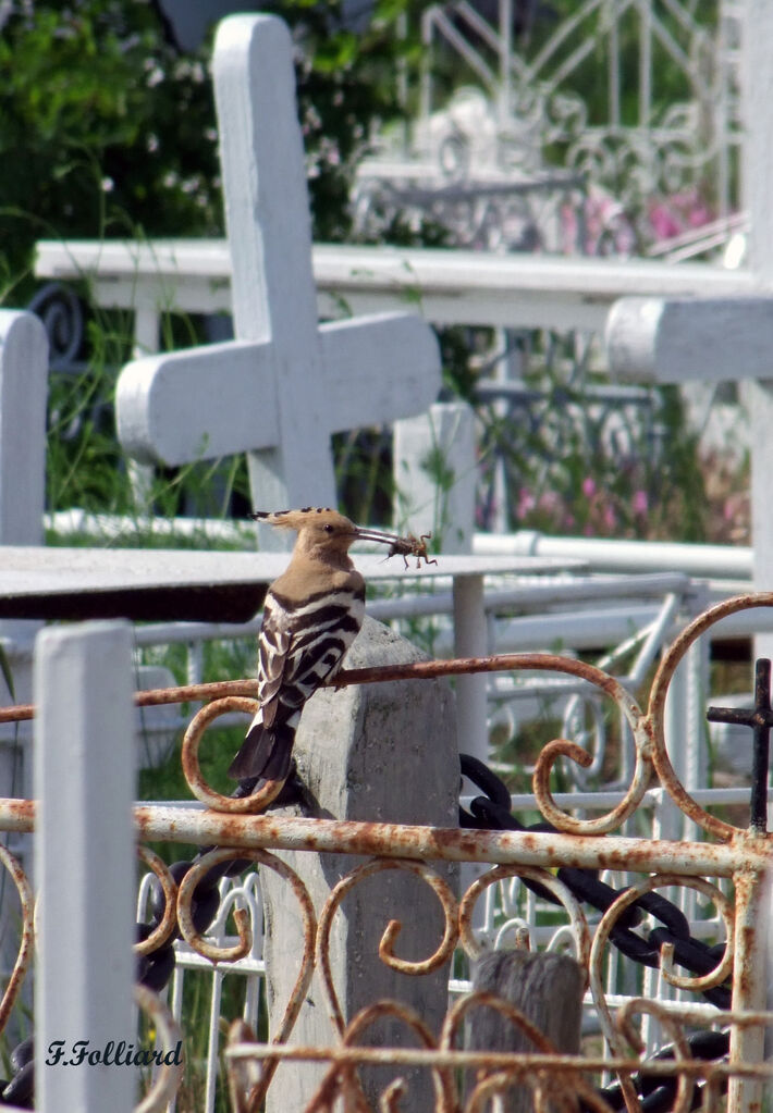 Eurasian Hoopoeadult, identification, feeding habits