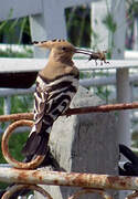 Eurasian Hoopoe