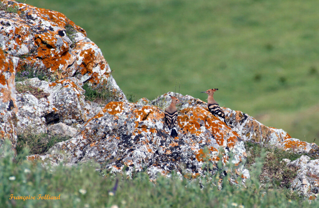 Huppe fasciée, identification