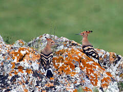 Eurasian Hoopoe