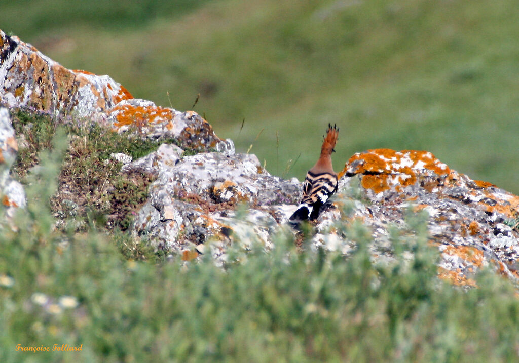 Eurasian Hoopoeadult, identification