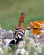 Eurasian Hoopoe