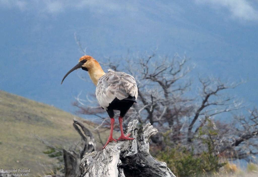 Black-faced Ibisadult, Behaviour