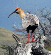 Black-faced Ibis