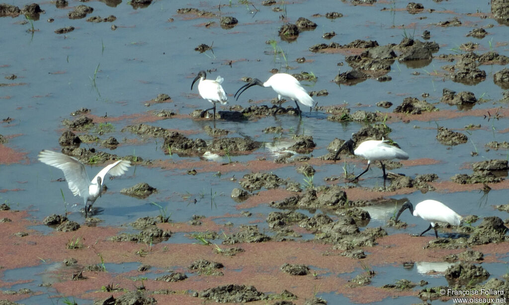 Ibis à tête noire, identification