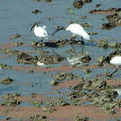 Ibis à tête noire