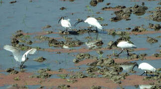 Black-headed Ibis