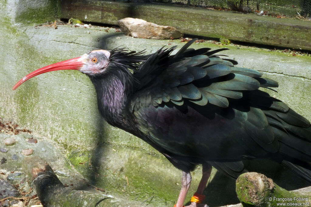 Northern Bald Ibis, identification