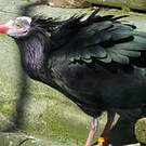 Ibis chauve
