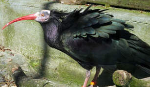 Northern Bald Ibis