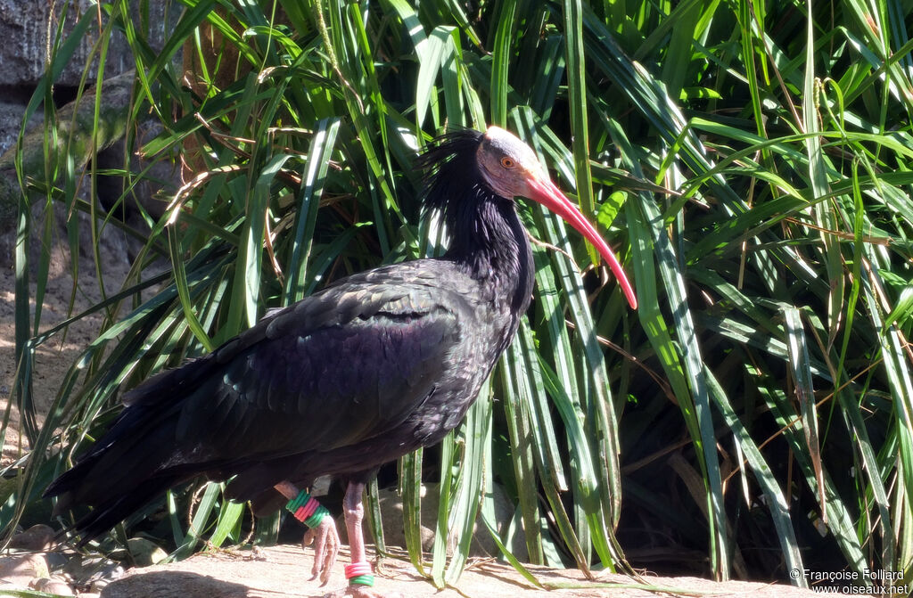 Northern Bald Ibis