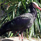 Ibis chauve