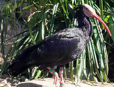 Northern Bald Ibis