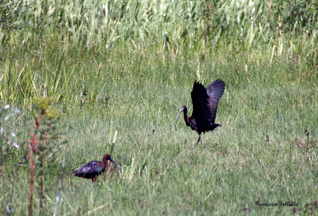 Ibis falcinelleadulte, identification