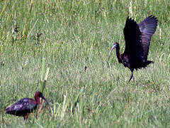 Glossy Ibis